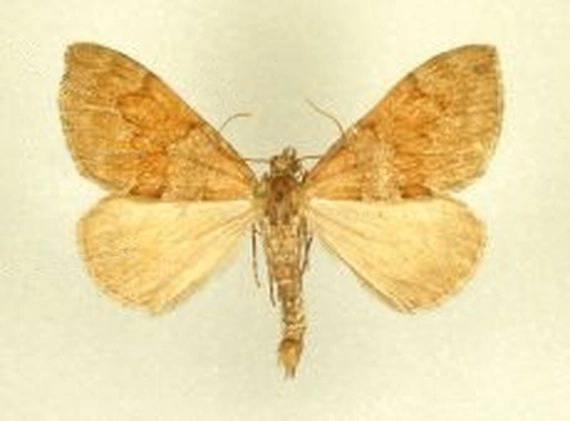 naaldboomspanner, Thera obeliscata, museum.jpg